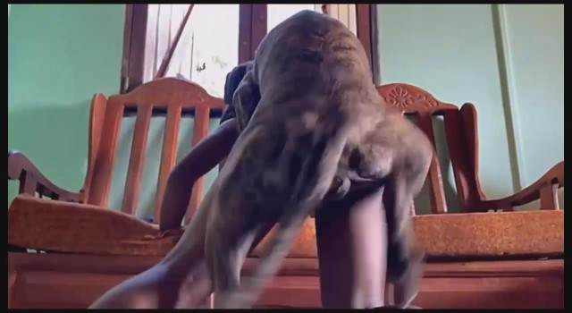 fodas com animais dogbond DVDs porco comendo a buceta sexo bizarro Cachorro dá um nó na buceta da e engata o pinto até gozar vídeos pornôs de animais grátis