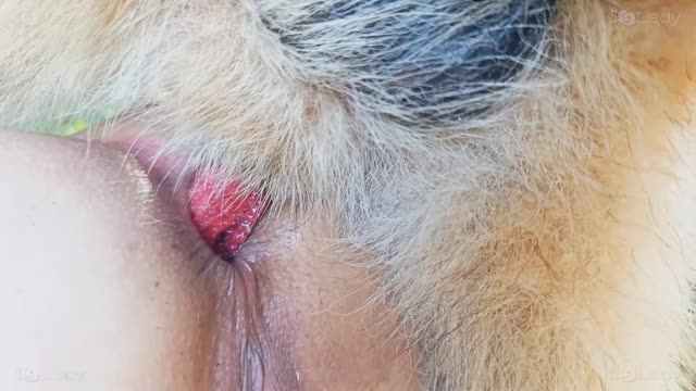 Filmes para Download xoxota fodas com animais Pornô de cavalo gozando dentro de mulher sexo com cavalos e uma MILF novinha gostosa brasileira dando a sua buceta para o cavalo cavalo de pau duro