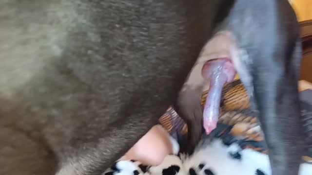 Filmes para Download xoxota fodas com animais Pornô de cavalo gozando dentro de mulher sexo com cavalos e uma MILF novinha gostosa brasileira dando a sua buceta para o cavalo cavalo de pau duro