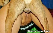 sexo bizarro com animais cavalo e cachorro comendo buceta de mulher zoofilia pesada any2 Puta transando com um cavalo em p&eacute; Assista pornografia de bestialidade gratuita Cachorro comendo o Cu da empregada art of zoo