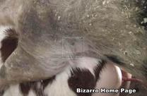 sexo bizarro com animais cavalo e cachorro comendo buceta de mulher zoofilia pesada barraotetao5 Assista pornografia de bestialidade gratuita Cavalo gozando dentro da buceta de uma loira cavala cachorro de pau duro Zoosection