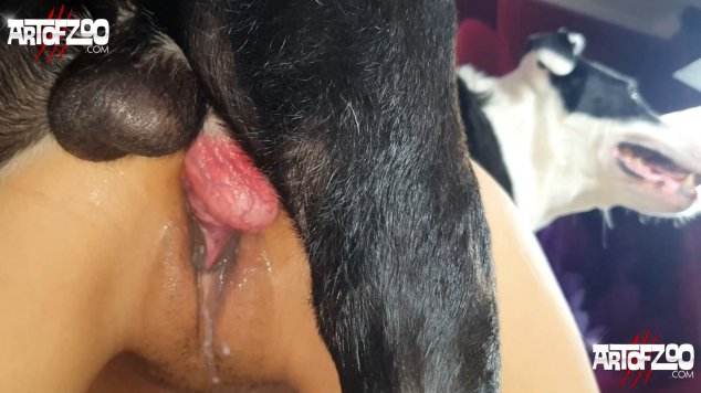 peluda  sexo com animais sexo bizarro dogbond cachorro de pau duro Cachorro lambendo buceta molhada Vídeo de sexo bestial grátis Assista pornografia de bestialidade gratuita