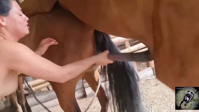 Filmes para Download xoxota fodas com animais Mulheres brasileiras trepam com garanhão Assista pornografia de bestialidade gratuita Mulher Transando Com Cachorro Zoofilia com uma loira gostosa