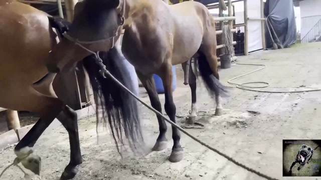 Filmes para Download xoxota fodas com animais Vídeos porno de zoofilia con perros y caballos que follan a las chicas zoofílicas cachorro de pau duro Raven having sex with Dog Seamless