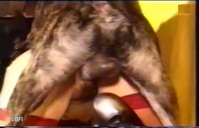 dogbond fodas com animais peluda  sexo com animais melhores filmes de bestialidade de todos os tempos cavalo de pau duro Mulher batendo punheta pro cachorro porco comendo a buceta