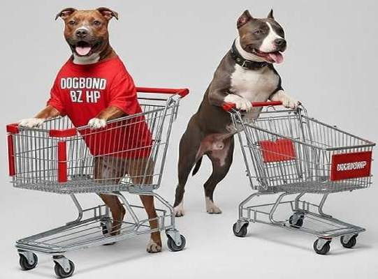  bestialidade Bizarro Home Page O javali gozador na buceta da garota nova sexo com cavalos e uma MILF cachorro ejaculando Cavalo gozando dentro da buceta de uma loira cavala