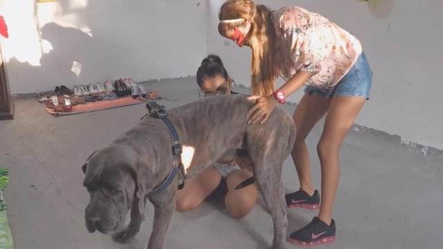 cabeluda peluda  sexo com animais pinto de cavalo Pornô de cavalo gozando dentro de mulher Porco comendo a bucetona da putona com tesão vídeos pornôs de animais grátis Porno Bizarro - Sexo Gratis