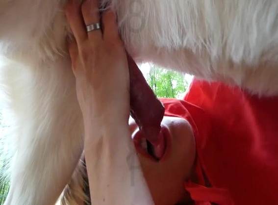 sexo bizarro Filmes para Download dogbond Filmes Pornô Com Cachorros - Zoofilia Amadora cachorro de pau duro mulher chupando a pica do cachorro Filme pornô com um enorme pau de cavalo