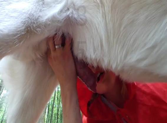 sexo bizarro Filmes para Download dogbond site de tubo de sexo zoo animal Penetração Sexo com cachorro Pornografia de zoológico grátis Mulher trepando com cavalão enquanto marido cornao assiste Filmes Pornô Com Cachorros - Zoofilia Amadora