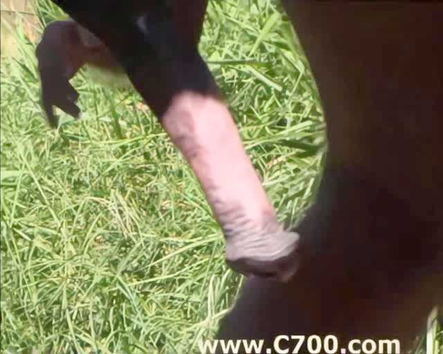 Filmes para Download xoxota fodas com animais Mulheres brasileiras trepam com garanhão Assista pornografia de bestialidade gratuita Mulher Transando Com Cachorro Zoofilia com uma loira gostosa