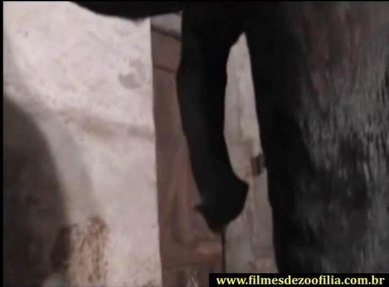 DVDs sexo bizarro pinto de cavalo Porco Comendo Cuzinho De Mulher Quarentona Penetração Sexo com cachorro Pornografia de zoológico grátis animalsex Vídeos porno de zoofilia con perros y caballos que follan a las chicas zoofílicas