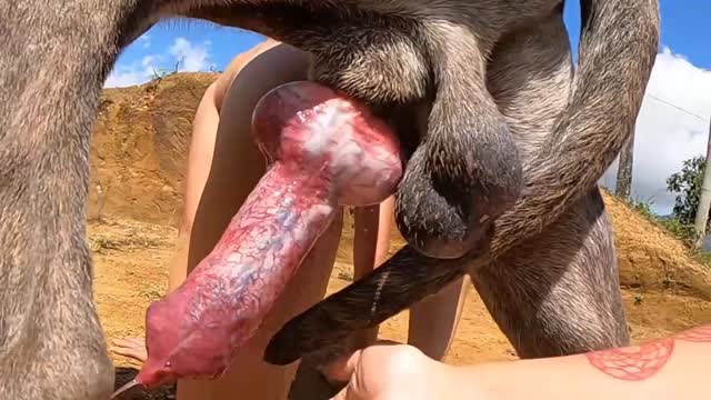 Filmes para Download xoxota fodas com animais zoofilia selvagem ZOO pornô com animais. vídeos gratuitos de bestialidade cavalo gozando na buceta filmes zoofiliade  brasileirinhas