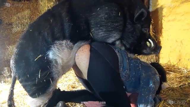 Filmes para Download xoxota fodas com animais namorada loira a transar com cavalo Cachorro comendo e gozando no cu da casada bunduda Assista pornografia de bestialidade gratuita Cavalo gozando dentro da buceta de uma loira cavala