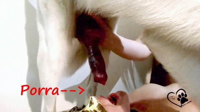 xoxota dogbond peluda  sexo com animais animal sexo tubo pornô zoofilia com oral Porco comendo a bucetona da putona com tesão filmes zoofiliade  brasileirinhas