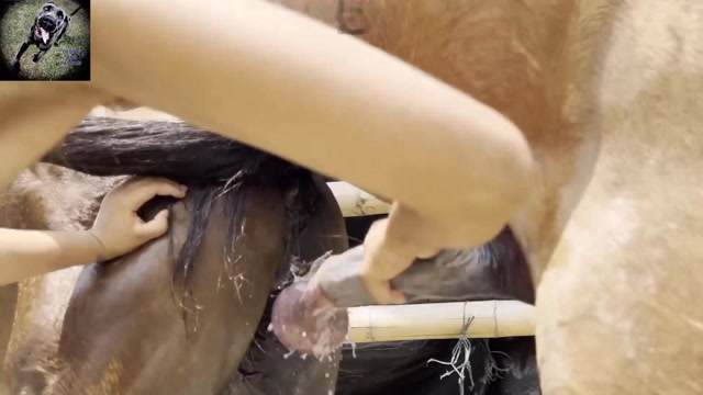 Filmes para Download xoxota fodas com animais animal sexo tubo sexo com cavalos e uma MILF cachorro comendo buceta Lise private club animalsex