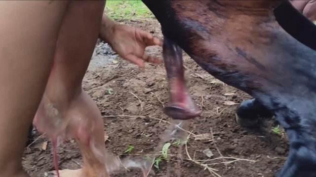 sexo bizarro dogbond pinto de cavalo animal sexo tubo cavalo mete com força na buceta Mulher batendo punheta pro cachorro ZOO pornô com animais. vídeos gratuitos de bestialidade