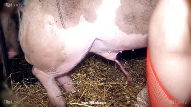 DVDs dogbond Filmes para Download cavalo gozando na buceta cachorro ejaculando Filme pornô com um enorme pau de cavalo sexo com cavalos e uma MILF