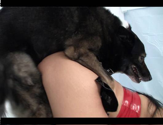 Filmes para Download xoxota peluda  sexo com animais mulher de quatro pro cachorro porco comendo a buceta sexo com cavalos e uma MILF mulher de quatro no chiqueiro dando para um porco