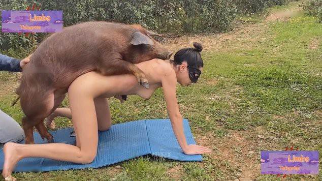 Blu-ray xoxota zoofilia Mia, Triana, Zaina, Valeria, Shantal, Lady Zoe, Andy, Xiomara Zoofilia Assista pornografia de bestialidade gratuita Nova tomando uma rolada de porco na vagina cachorro comendo buceta