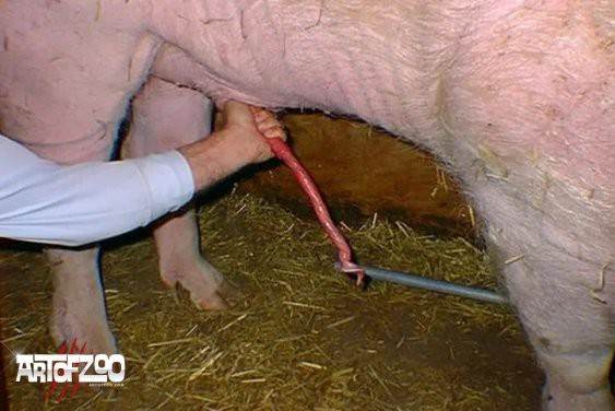 Blu-ray xoxota zoofilia filmes anal sexual amor zoofílico orgia no zoológico Cachorro lambendo buceta molhada zoofilia selvagem porco comendo a buceta