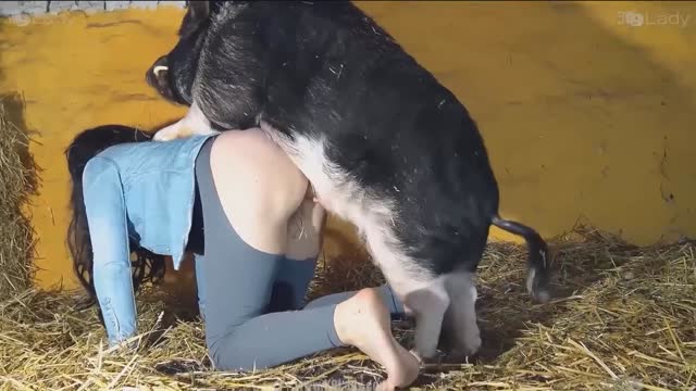 Filmes para Download xoxota fodas com animais Vídeos porno de zoofilia con perros y caballos que follan a las chicas zoofílicas cachorro de pau duro Raven having sex with Dog Seamless