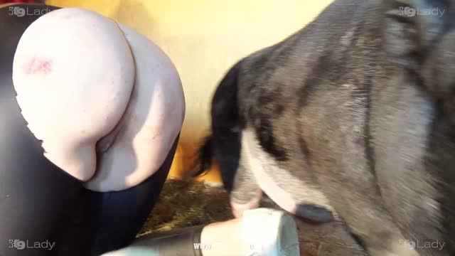 Filmes para Download xoxota fodas com animais Mulher trepando com cavalão enquanto marido cornao assiste animal sexo tubo Filmes Pornô Com Cachorros - Zoofilia Amadora cavalo gozando na buceta