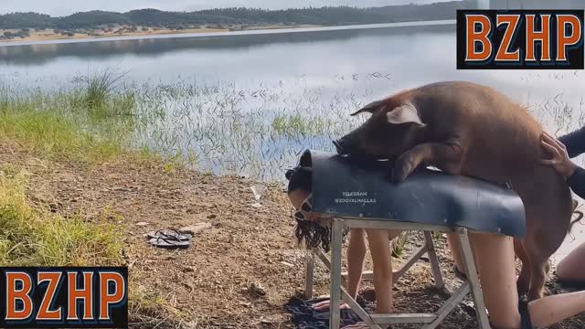 Filmes para Download xoxota fodas com animais animal sexo tubo sexo com cavalos e uma MILF cachorro comendo buceta Lise private club animalsex