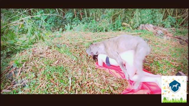 cachorro gozando fodas com animais Filmes para Download k9lady Filme pornô de zoofilia com uma mulher indiana Pornô de cavalo gozando dentro de mulher Zoosection