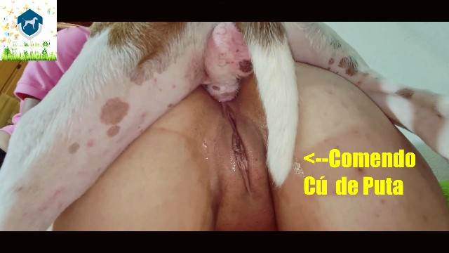 zoofilia DVDs cachorro gozando Cachorro comendo o Cu da empregada Lise private club animalsex Cachorro lambendo buceta molhada Mad GloryQuest Japones sexo com cachorro