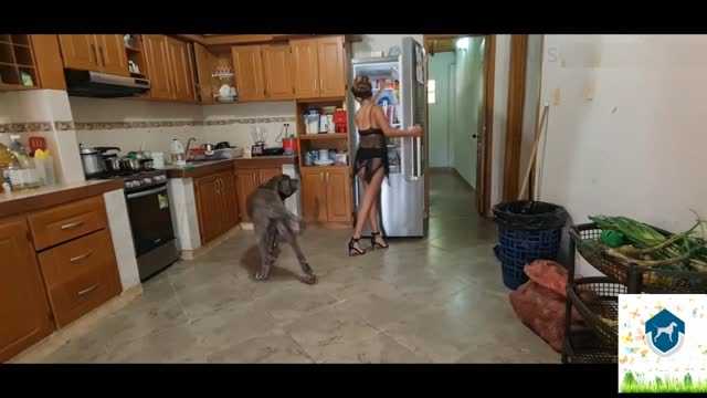 Filmes para Download xoxota fodas com animais cachorro comendo buceta Vídeo de sexo bestial grátis mulher chupando a pica do cachorro pornô zoofilia com oral