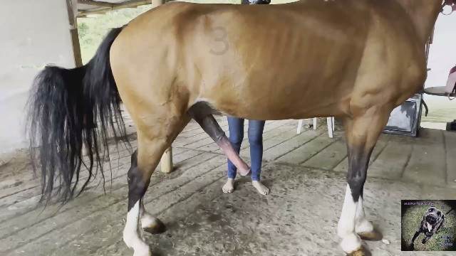 bestialidade zoofilia fodas com animais Porno Bizarro - Sexo Gratis Mulher latina fazendo sexo com cavalo Cavalo gozando dentro da buceta de uma loira cavala cachorro ejaculando