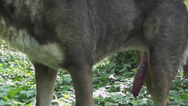 Filmes para Download xoxota fodas com animais namorada loira a transar com cavalo Cachorro comendo e gozando no cu da casada bunduda Assista pornografia de bestialidade gratuita Cavalo gozando dentro da buceta de uma loira cavala